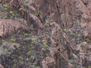 Grand Canyon -- wildflowers -- South Kaibab