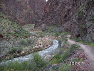 Grand Canyon -- wildflowers