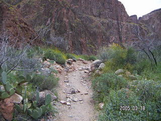 Grand Canyon -- yellow and purple flowers
