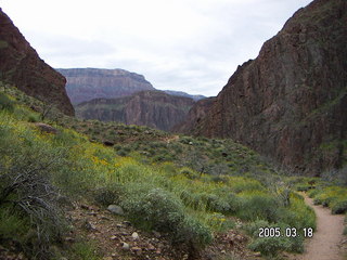 Grand Canyon -- wildflowers on the inner canyon walls