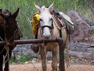 Grand Canyon -- mules at Indian Garden -- Bright Angel