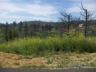 burnt trees in Julian, California