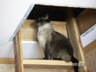 Gus the cat