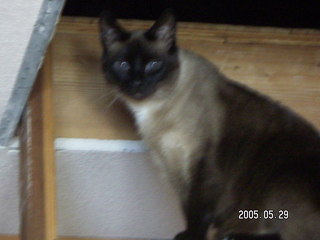 Gus the cat