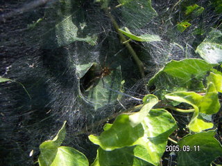 spider in her web