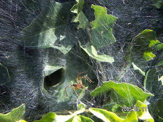 spider in her web
