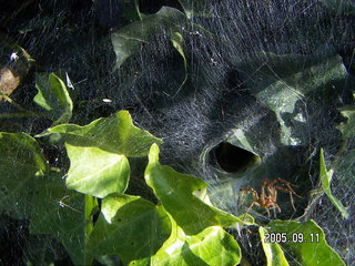 30-year MAA certificate (lousy picture)