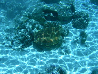 Tim and Dana Higel in Bora Bora