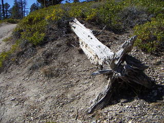 187 5ln. Bryce Canyon -- Peek-a-boo Loop