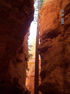 Bryce Canyon -- Navajo Loop -- tall, patient tree