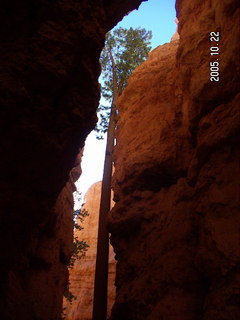Bryce Canyon -- Navajo Loop -- tall, patient tree