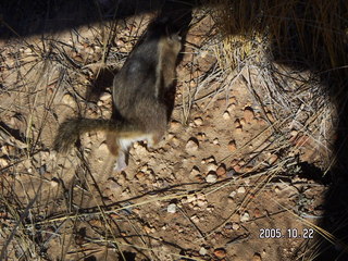 333 5ln. Bryce Canyon -- chipmonk