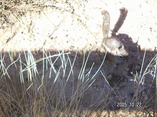 334 5ln. Bryce Canyon -- blurry chipmunk