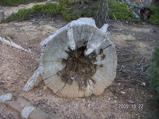 339 5ln. Bryce Canyon -- Bristlecone Loop Trail