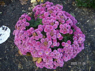 purple flowers