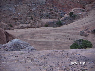 Dead Horse Point shrubbery