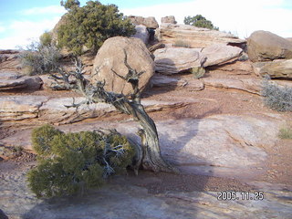 Dead Horse Point local rocks and canyon view