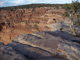 Dead Horse Point -- slickrock trail with tree