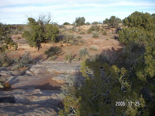 Dead Horse Point -- slickrock trail with tree