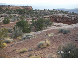Dead Horse Point shrubs along trail
