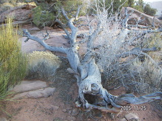 Dead Horse Point canyon view
