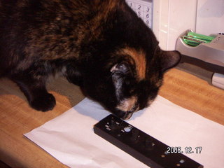 my cat Maria and Narco AT 150 TSO transponder faceplate - (cat)