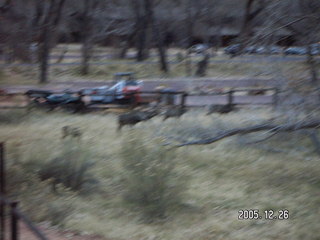 Zion National Park -- mule deer