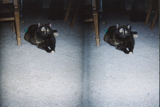 stereo-3D L+R parallel-eye Loreo -- my cat Maria - (cat)