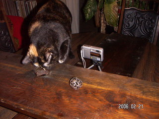 Camera rig for 3-D pictures and Maria the cat - (cat)