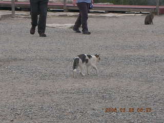 2006 eclipse trip -- Knossos -- cat