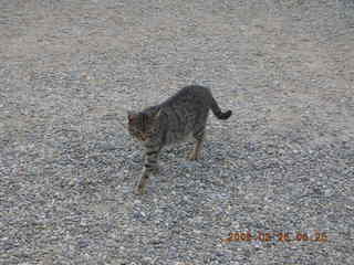 2006 eclipse trip -- Knossos -- cat
