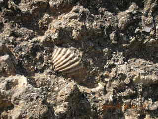 2006 eclipse trip -- Cyrene -- seashell in the rock