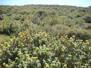 2006 eclipse trip -- Cyrene -- flowers