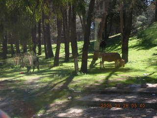 2006 eclipse trip -- horse in the trees