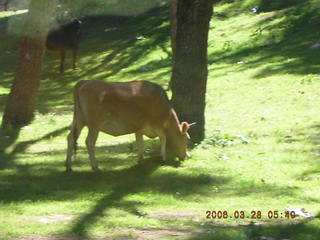 2006 eclipse trip -- horse in the trees