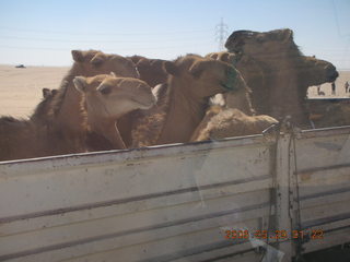 2006 eclipse trip -- truckload of camels