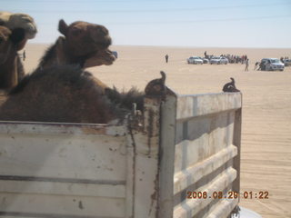 2006 eclipse trip -- truckload of camels