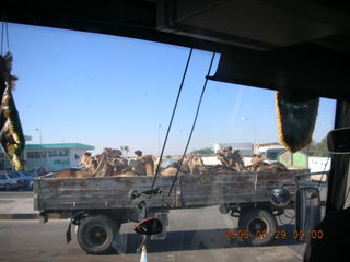 2006 eclipse trip -- truckload of camels
