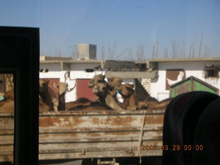 2006 eclipse trip -- truckload of camels