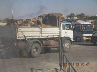 2006 eclipse trip -- truckload of camels