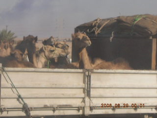 2006 eclipse trip -- truckload of camels