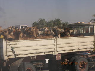 2006 eclipse trip -- truckload of camels