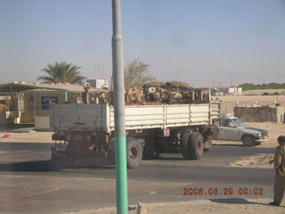 2006 eclipse trip -- truckload of camels