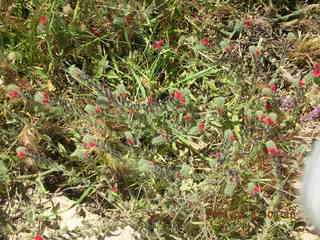 -- Leptis Magna flowers