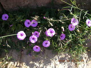 -- Leptis Magna flowers