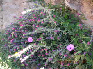 -- Leptis Magna flowers