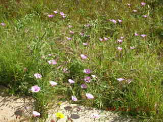 -- Leptis Magna flowers