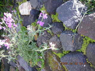 2006 eclipse trip -- Santorini wine-tasting stop -- purple flowers