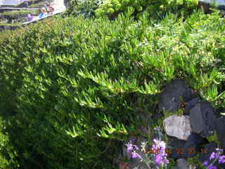 2006 eclipse trip -- Santorini wine-tasting stop -- green bush