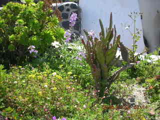 2006 eclipse trip -- Santorini wine-tasting stop -- flowers